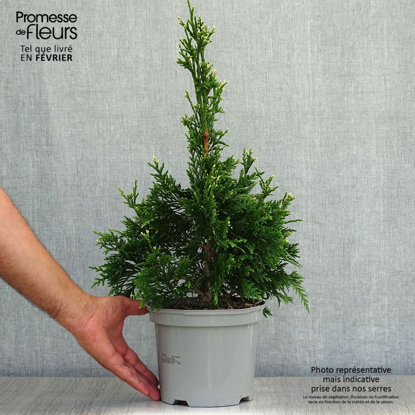 Ejemplar de Thuja plicata Can-can Maceta 2L/3L entregado en otoño