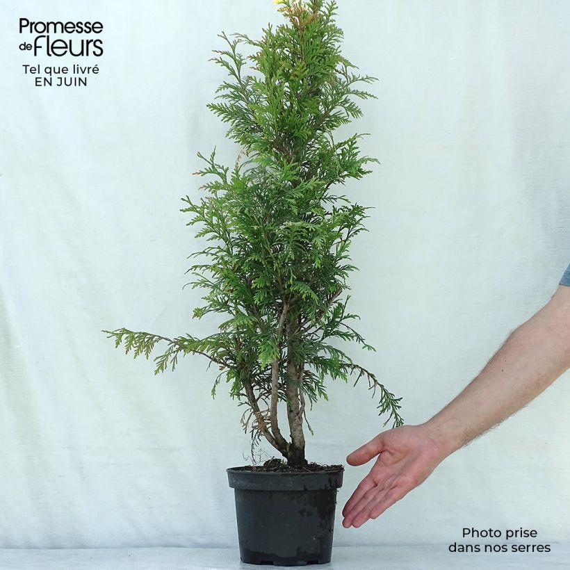 Ejemplar de Thuja plicata Excelsa en pot de 2/3L entregado en verano