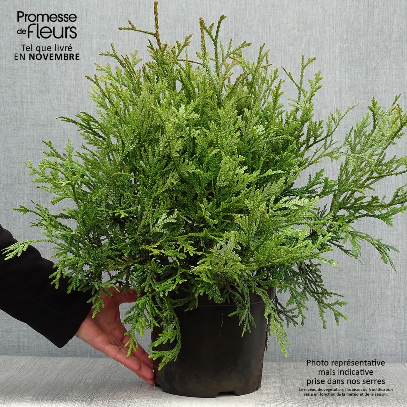 Ejemplar de Thujopsis dolobrata - Hiba Maceta 4L/5L entregado en otoño