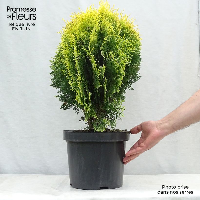 Ejemplar de Platycladus orientalis Aurea Nana - Árbol de la vida Maceta 7,5L/10LAltura de entrega aprox. 40+cm entregado en verano