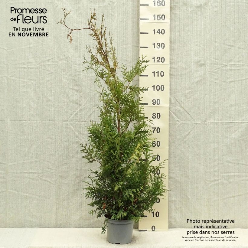 Ejemplar de Tuya occidental Brabant Maceta 4L/5L entregado en otoño