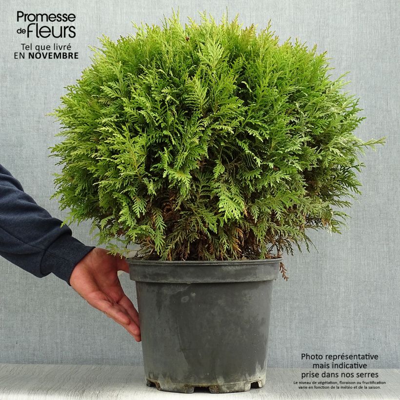 Ejemplar de Tuya occidental Danica Maceta 7,5L/10L entregado en otoño