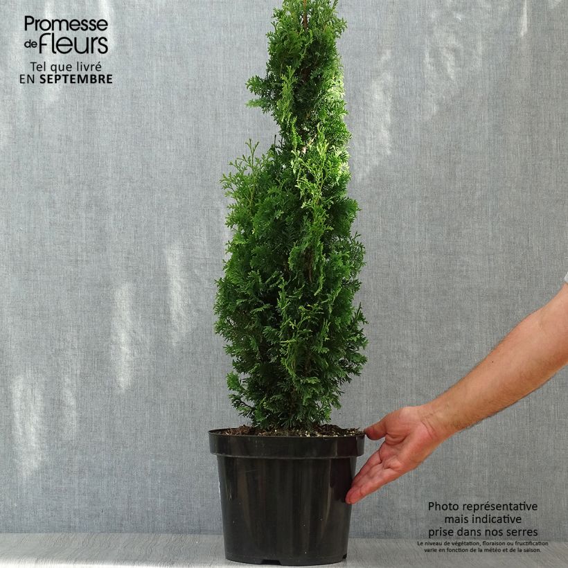 Ejemplar de Tuya occidental Degroots Spire Maceta 7,5L/10L entregado en otoño