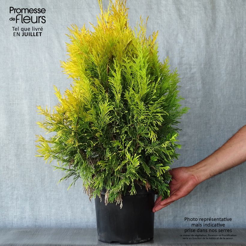 Ejemplar de Thuja plicata 4 Ever Goldy Maceta 7,5L/10LAltura de entrega aprox. 40+cm entregado en verano