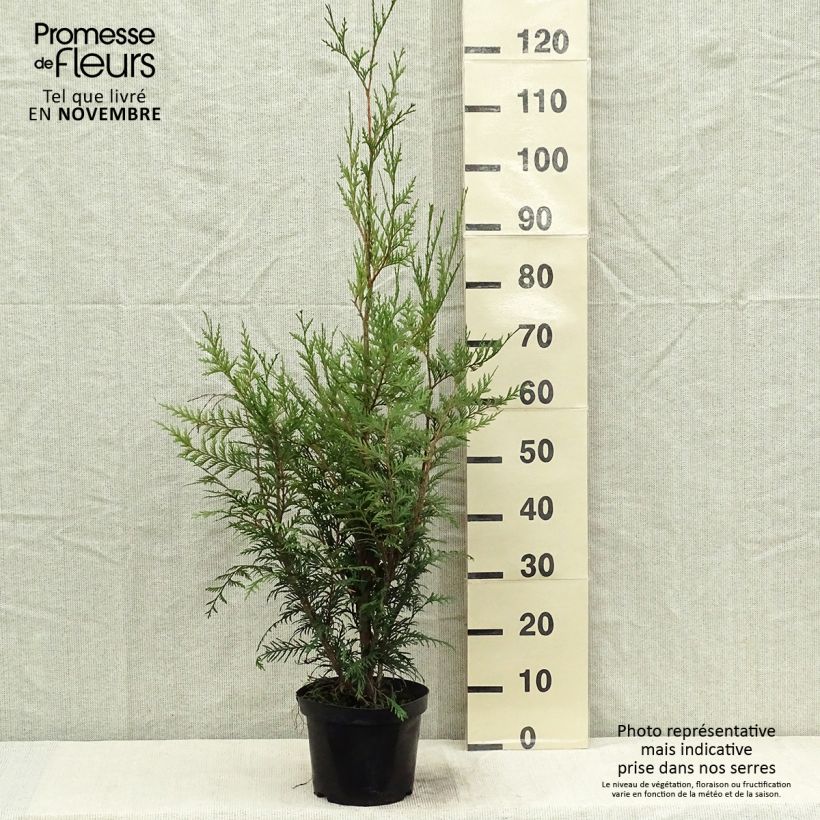 Ejemplar de Thuja plicata Atrovirens Maceta 2L/3L entregado en otoño