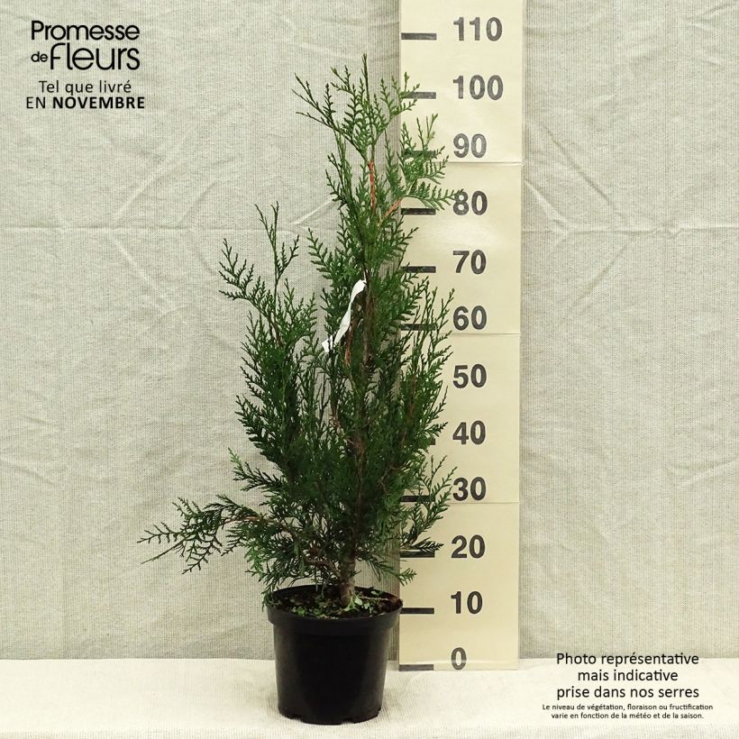 Ejemplar de Thuja plicata Atrovirens Maceta 4L/5L entregado en otoño