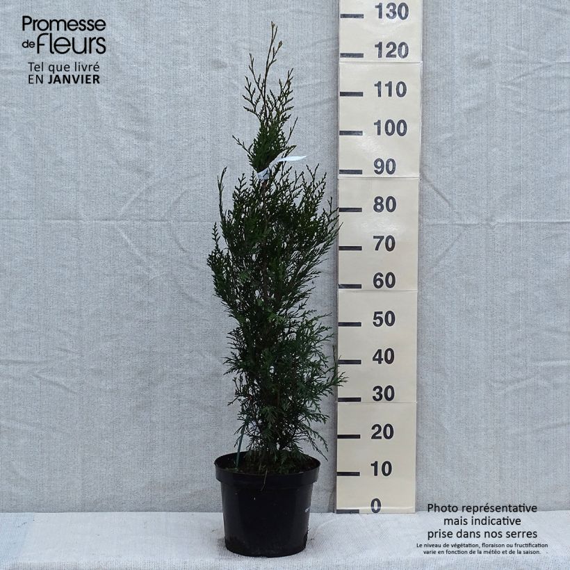 Thuja plicata Atrovirens Maceta 6L/7L Ejemplar entregado en invierno
