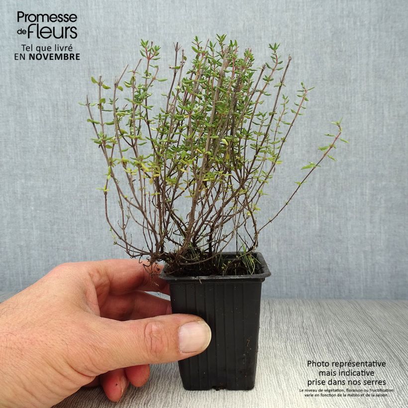 Ejemplar de Tomillo de Provenza Maceta de 7/8 cm entregado en otoño