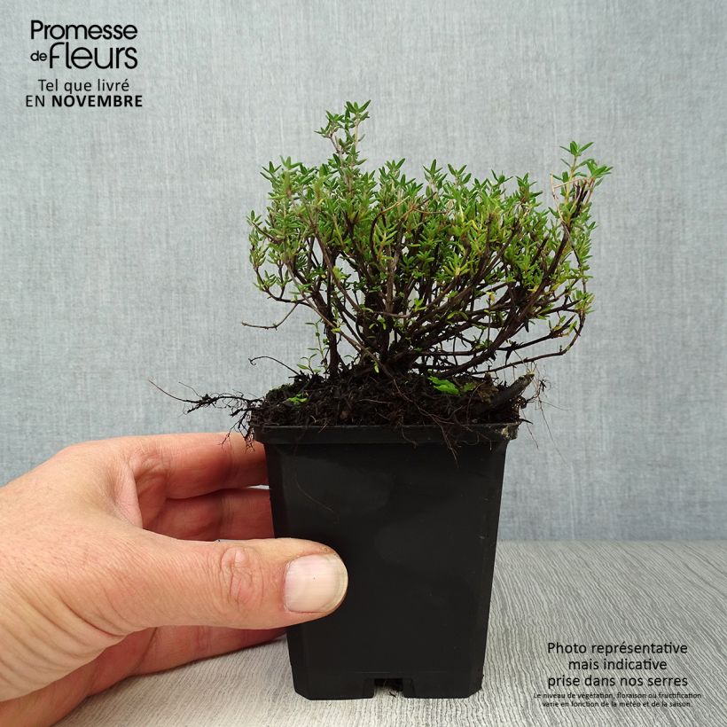 Ejemplar de Tomillo Compactus Maceta de 8/9 cm entregado en otoño