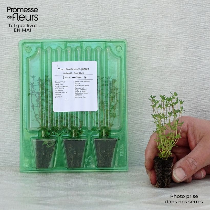 Tomillo - Thymus x faustinoi minicepellón: Ø 3/4 cm Ejemplar entregado en la primavera