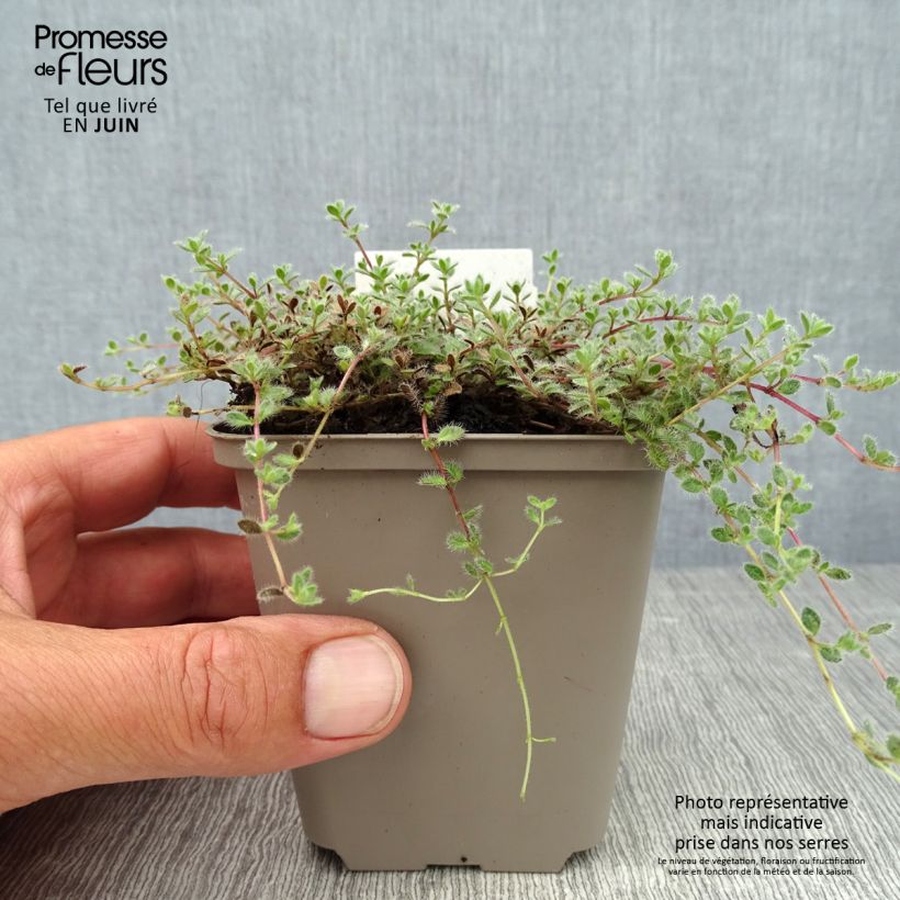 Ejemplar de Tomillo - Thymus pseudolanuginosus Maceta de 8/9 cm entregado en verano
