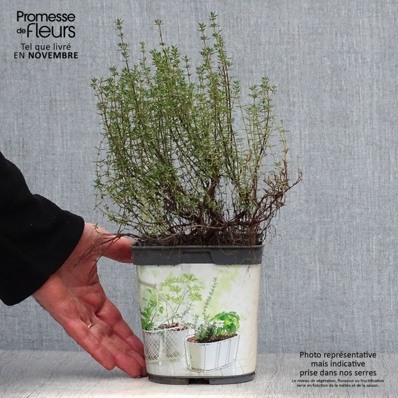 Ejemplar de Tomillo Bio (plantas) - Thymus officinalis Maceta 1L/1,5L entregado en otoño
