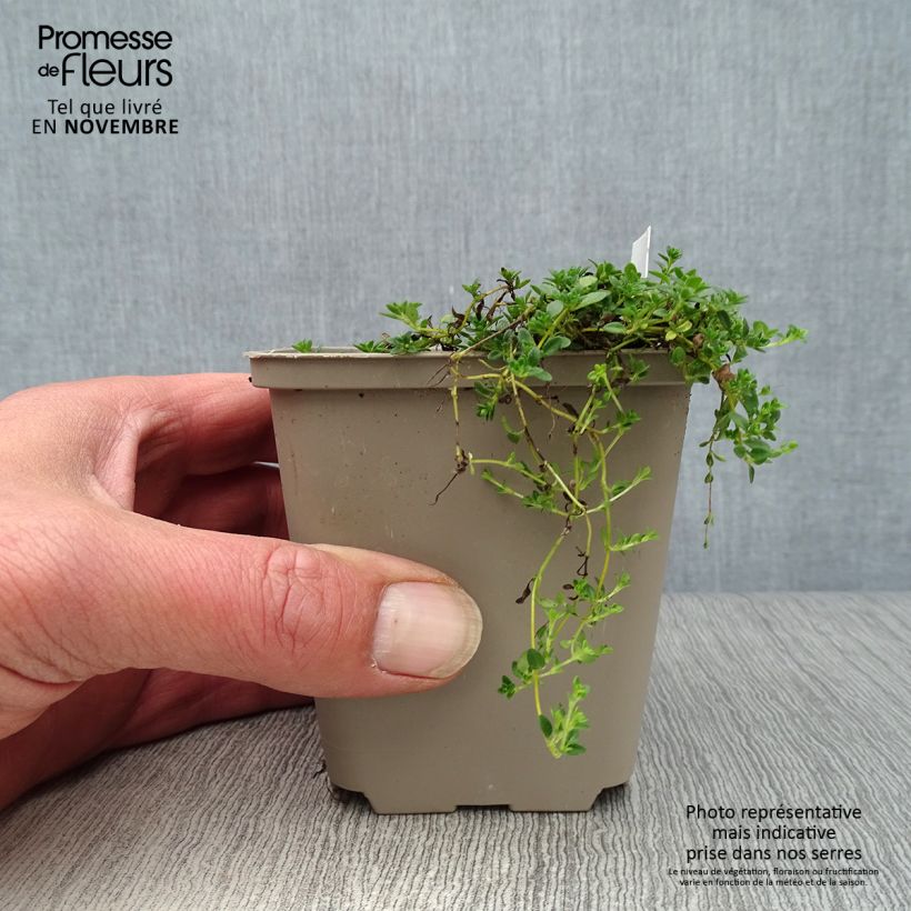 Ejemplar de Serpol serrano Albiflorus Maceta de 8/9 cm entregado en otoño