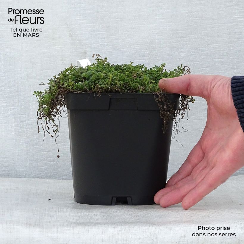 Serpol serrano Albiflorus Maceta 2L/3L Ejemplar entregado en la primavera