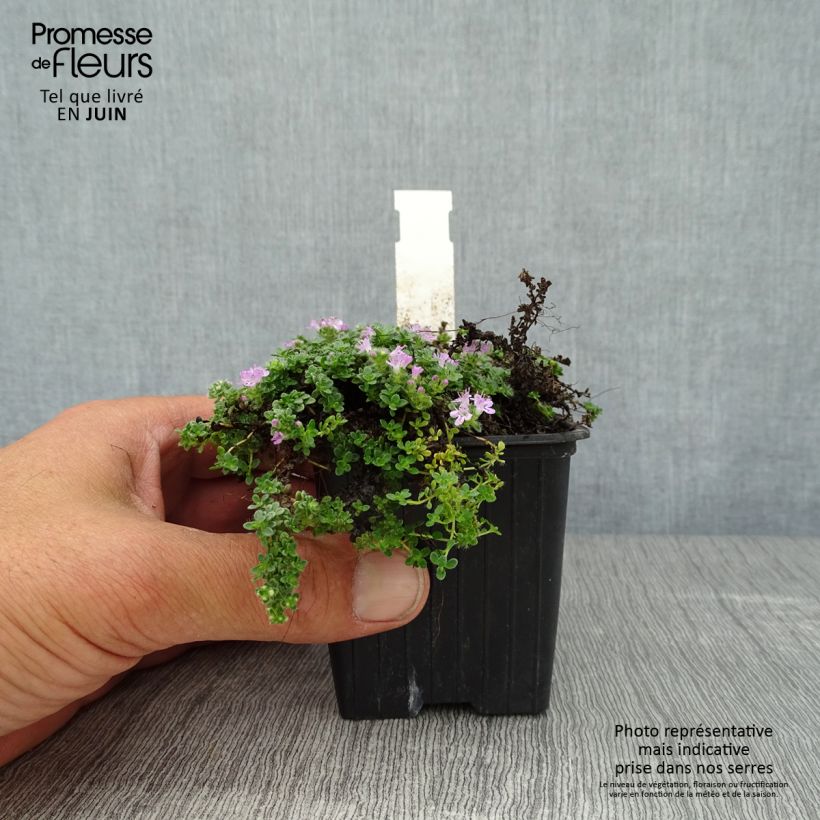 Ejemplar de Serpol Elfin Maceta de 8/9 cm entregado en verano