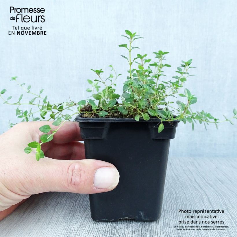 Ejemplar de Serpol - Thymus serpyllum Maceta de 7/8 cm entregado en otoño