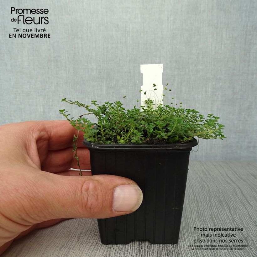Ejemplar de Tomillo - Thymus hirsutus Maceta de 8/9 cm entregado en otoño