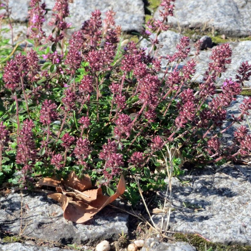 Tomillo - Thymus pulegioides Splendens (Porte)