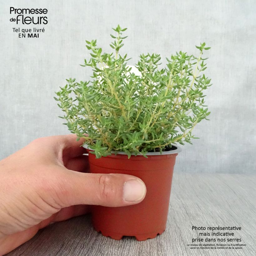 Tomillo Compactus Bio Maceta de 10 cm/11 cm Ejemplar entregado en la primavera