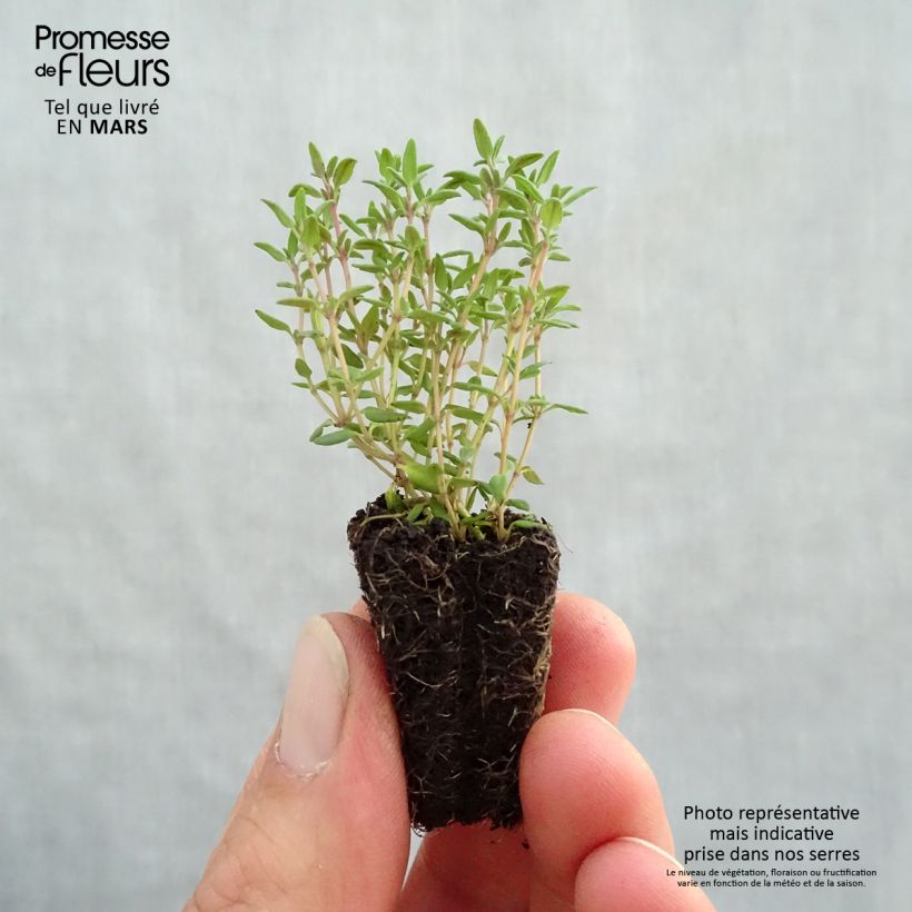 Tomillo Compactus Bio minicepellón: Ø 3/4 cm Ejemplar entregado en la primavera