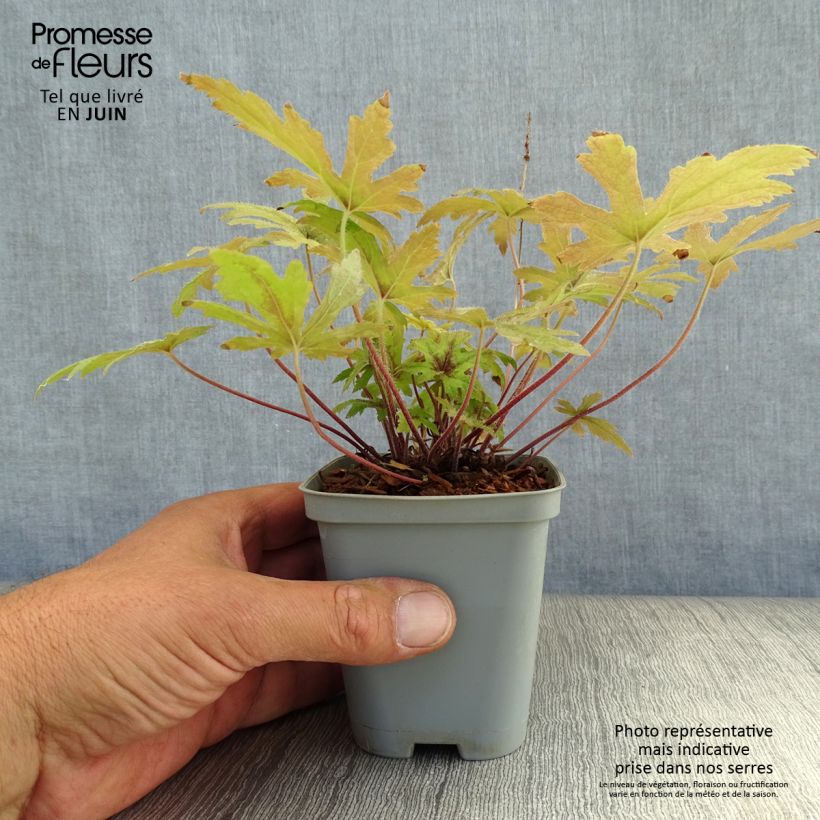 Ejemplar de Tiarella Pink Skyrocket - Tiarelle hybride en godet de 9 cm entregado en verano