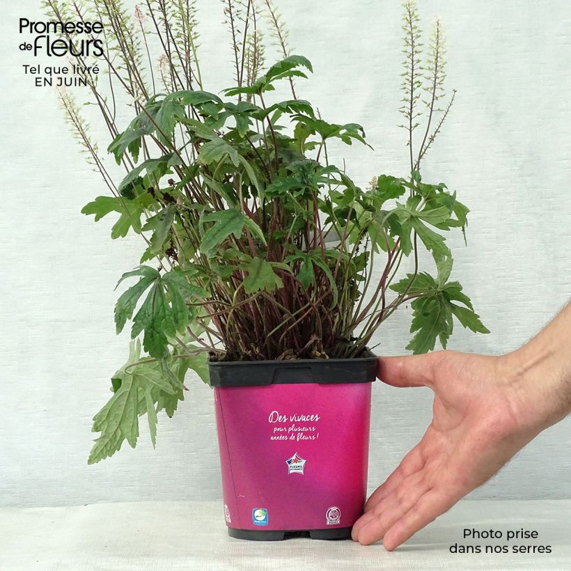 Ejemplar de Tiarella Pink Skyrocket - Tiarelle hybride en pot de 2/3 litres entregado en verano