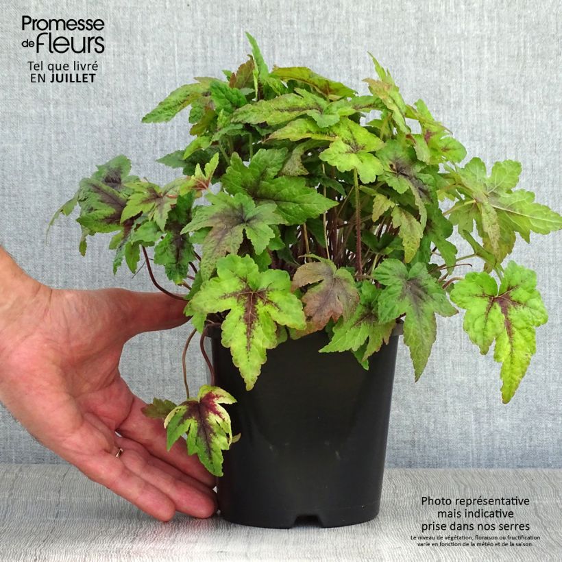 Ejemplar de Tiarella Sugar and Spice Maceta 2L/3L entregado en verano
