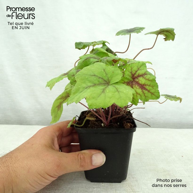 Ejemplar de Tiarella Running Tiger Maceta de 8/9 cm entregado en verano