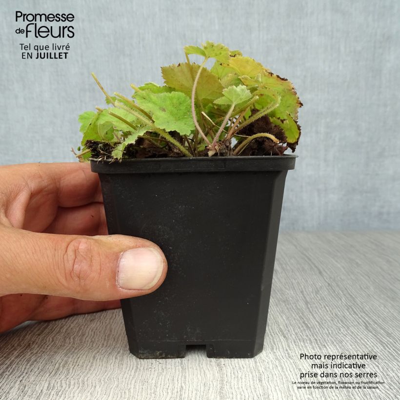 Ejemplar de Tiarella cordifolia Maceta de 8/9 cm entregado en verano