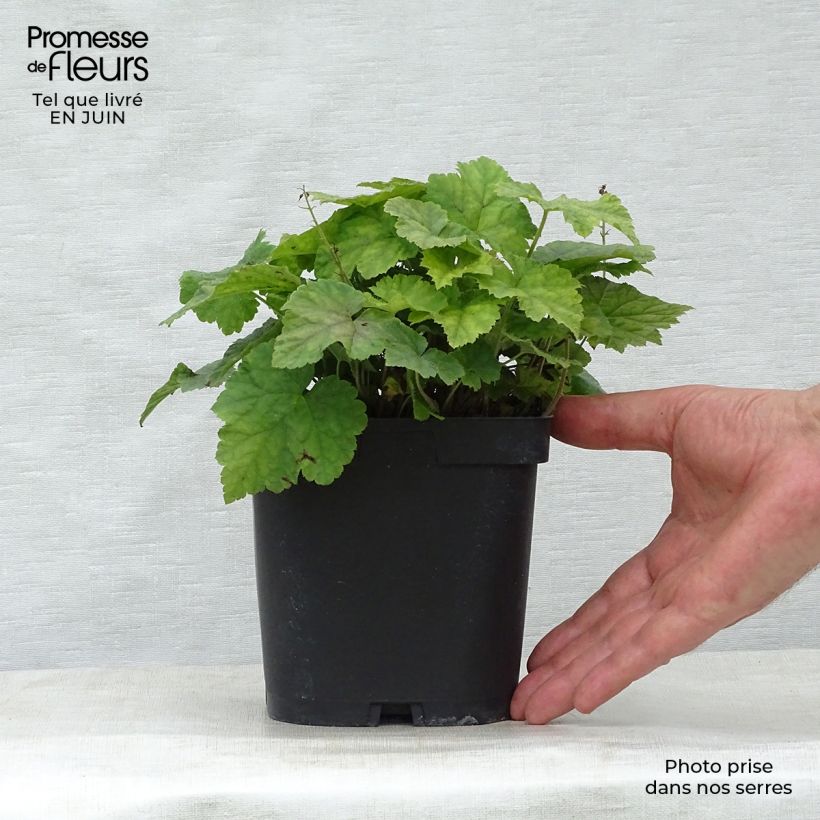 Ejemplar de Tiarella cordifolia Maceta 2L/3L entregado en verano