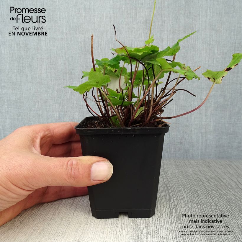 Ejemplar de Tiarella wherryi Maceta de 8/9 cm entregado en otoño