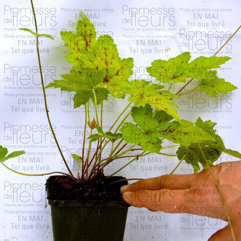 Ejemplo de ejemplar de Tiarella Ninja Maceta de 8/9 cm tal y como se entrega