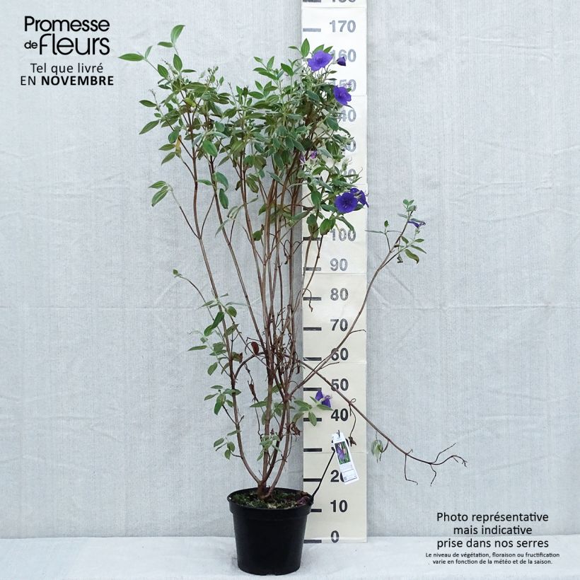 Ejemplar de Tibouchina semidecandra Maceta 7,5L/10L entregado en otoño