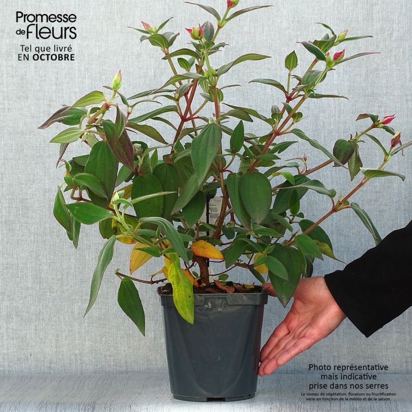 Ejemplar de Tibouchina urvilleana Maceta 4L/5L entregado en otoño