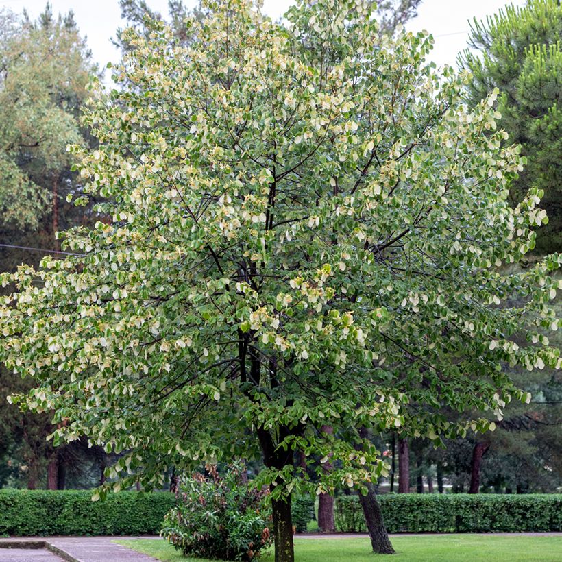 Tilia tomentosa - Tilo plateado (Porte)