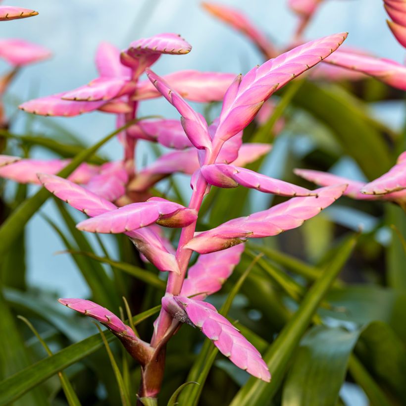 Tillandsia Andreas - Planta de aire (Floración)