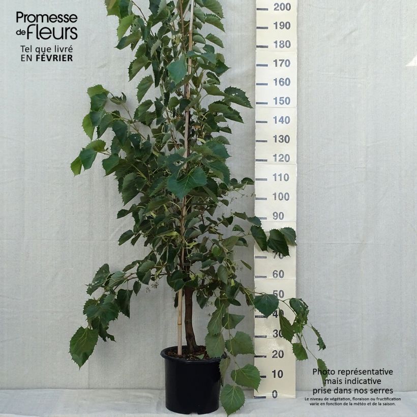 Ejemplar de Tilia henryana - Tilo de Henry Maceta 7,5L/10L entregado en otoño