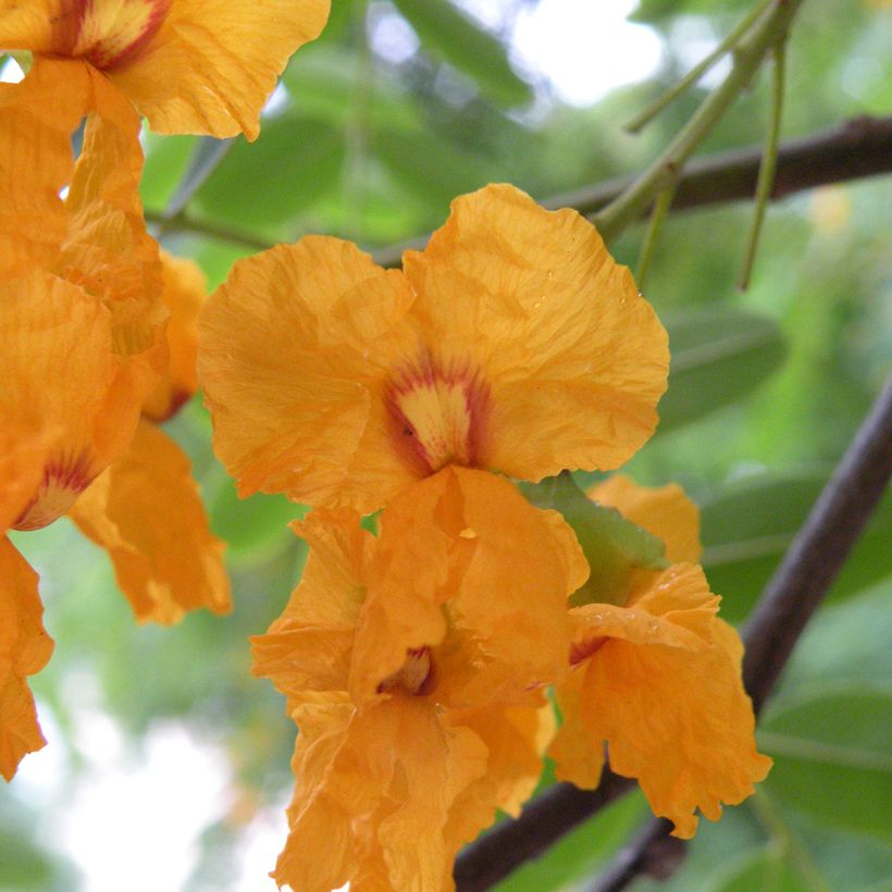 Tipuana tipu - Tipuana (Floración)