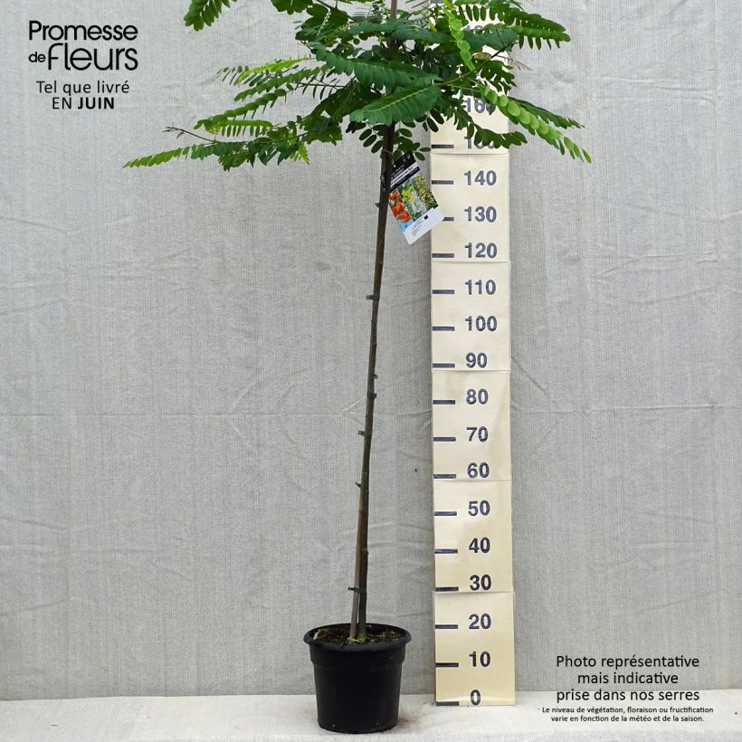 Ejemplar de Tipuana tipu - Tipuana Maceta 7,5L/10LAltura de entrega aprox. 125/150cm entregado en verano