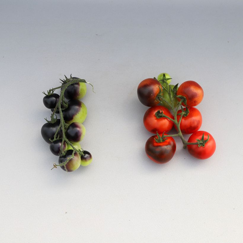 Tomate cherri Rubylicious F1 (semillas) (Cosecha)