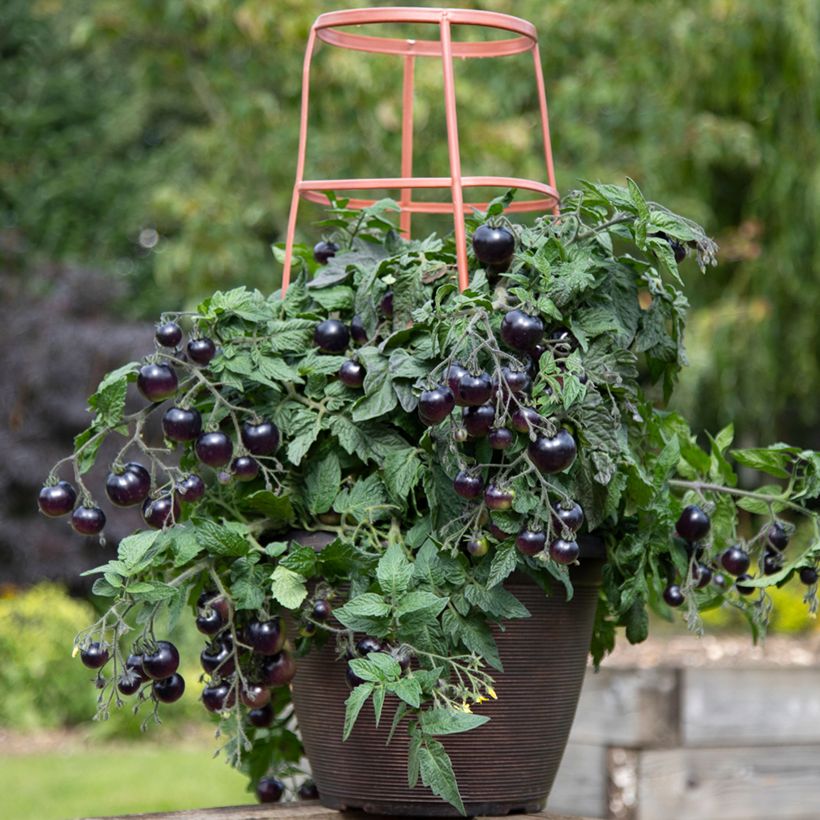 Tomate cherri Rubylicious F1 (semillas) (Porte)