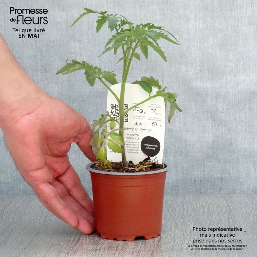 Tomate piña Ananas BIO Maceta de 10 cm/11 cm Ejemplar entregado en la primavera