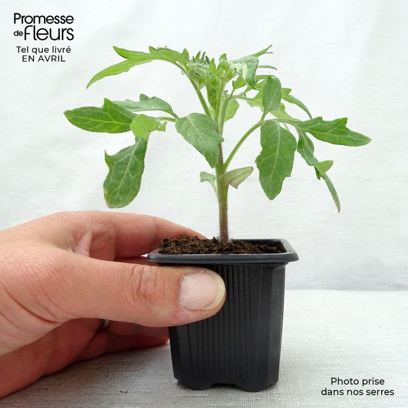 Tomate piña Ananas (Plantas) Maceta de 7/8 cm Ejemplar entregado en la primavera