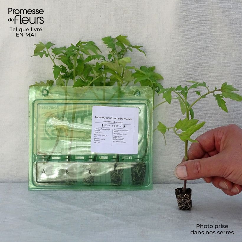 Tomate piña Ananas (Plantas) minicepellón: Ø 3/4 cm Ejemplar entregado en la primavera
