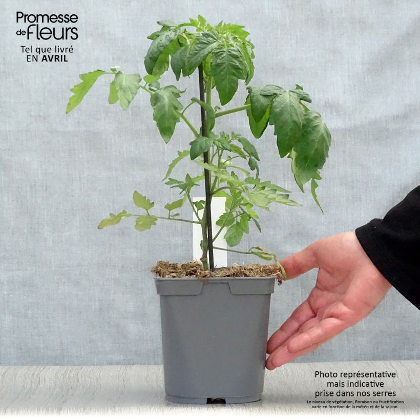 Tomate piña Ananas (Plantas de tomate injertadas) Maceta 2L/3L Ejemplar entregado en la primavera