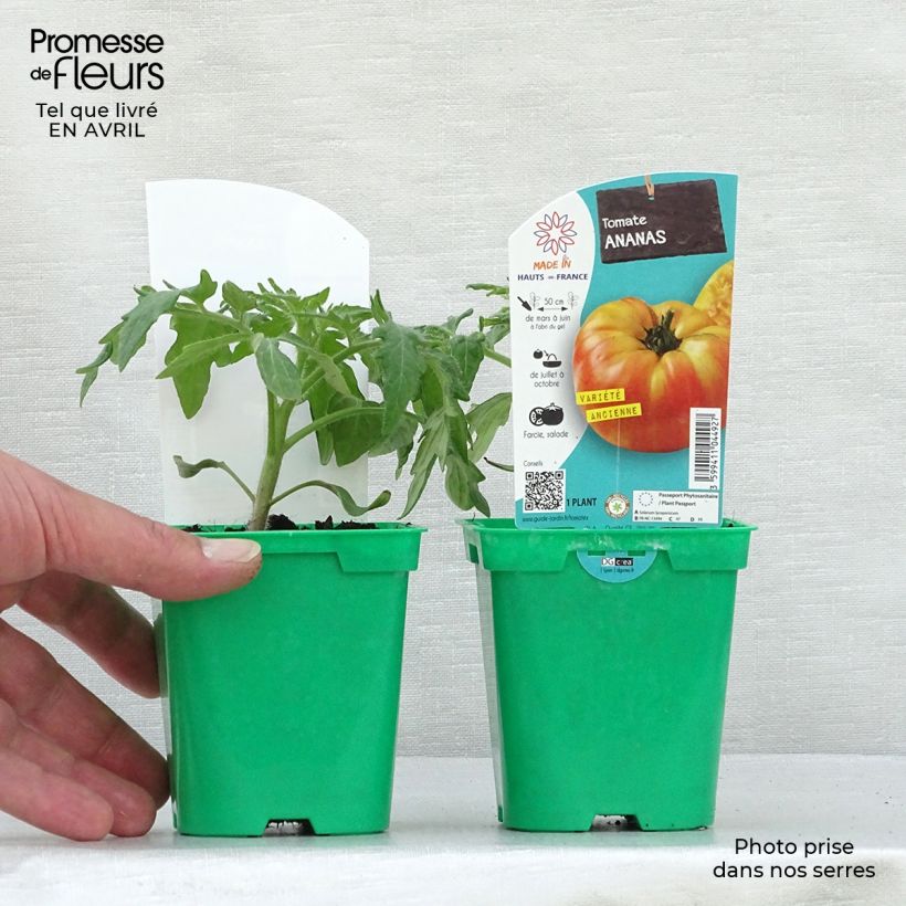 Tomate piña Ananas (Plantas) Maceta de 10 cm/11 cm Ejemplar entregado en la primavera