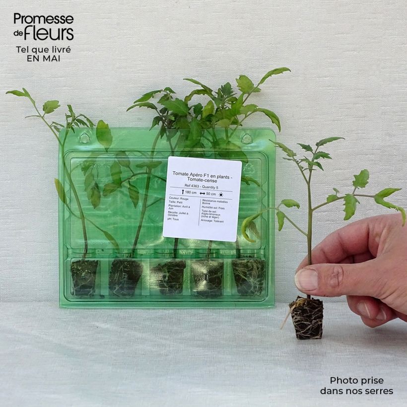 Tomate cherri Apero F1 minicepellón: Ø 3/4 cm Ejemplar entregado en la primavera