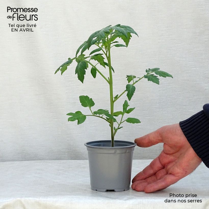 Tomate cherri Apero F1 Maceta de 10 cm/11 cm Ejemplar entregado en la primavera