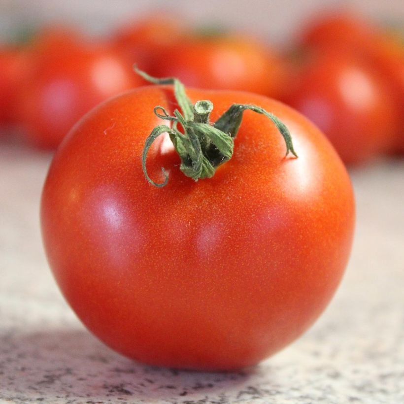 Tomate Bali F1 (Cosecha)