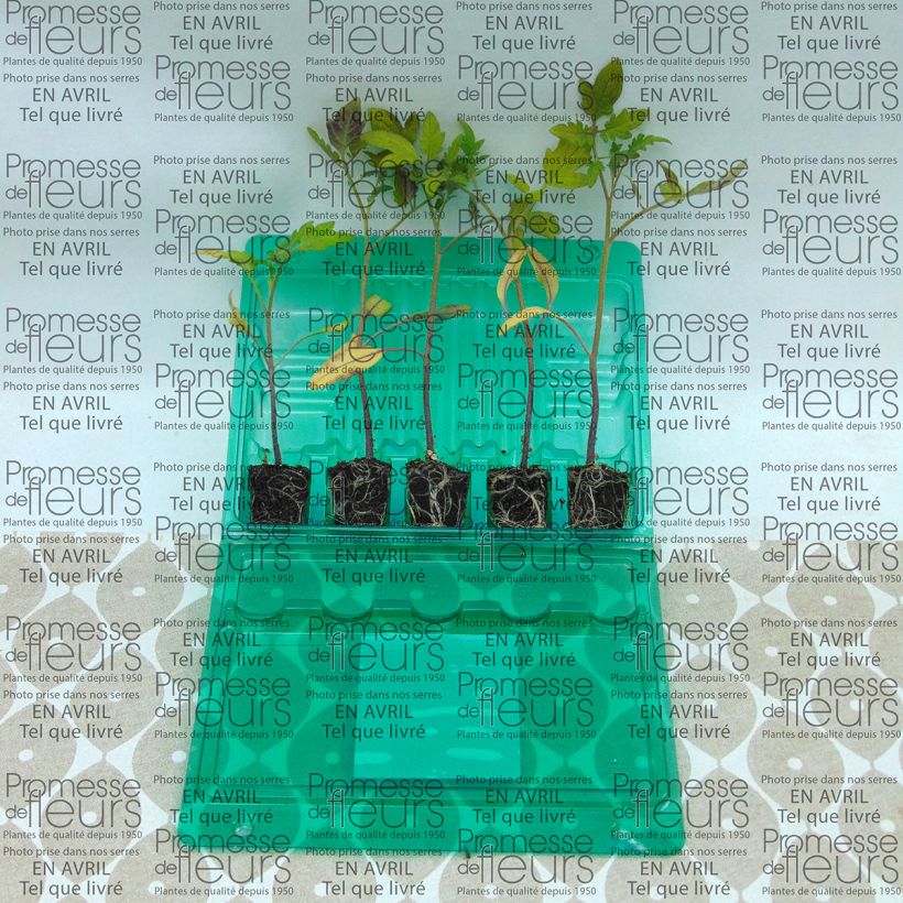 Ejemplo de ejemplar de Tomate Borsalina F1 minicepellón: Ø 3/4 cm tal y como se entrega
